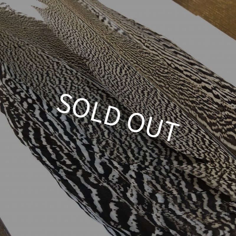 画像4: 【CANAL】 Speckled Pheasant コンプリートテール L (No.3) (4)