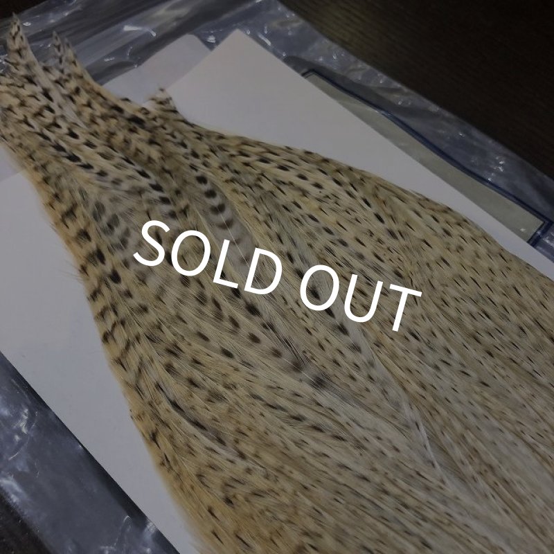 画像2: 【Spencer'sHackles】 Spencer Hackle Cock Neck Select Natural #2 (SALE) (2)