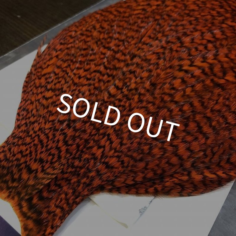 画像3: 【WHITING】AMERICAN ROOSTER CAPE - Grizzly Orange (3)