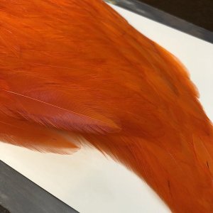 画像2: 【WHITING】AMERICAN ROOSTER CAPE - Orange