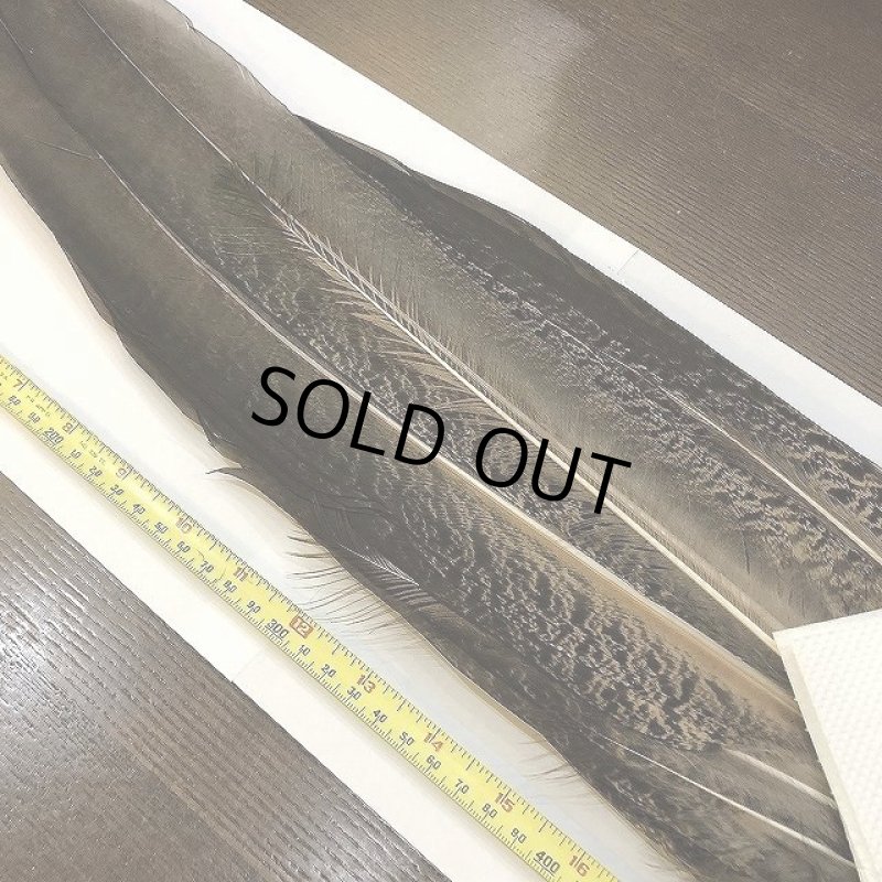 画像2: 【CANAL】PEACOCK TAIL (2)