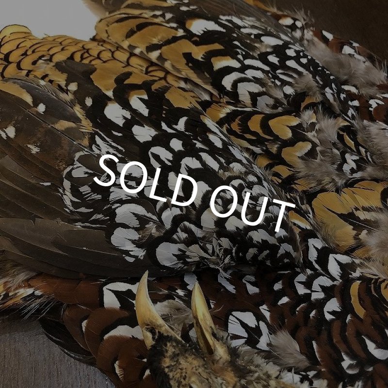 画像4: 【CANAL】 REEVES COCK PHEASANT (4)