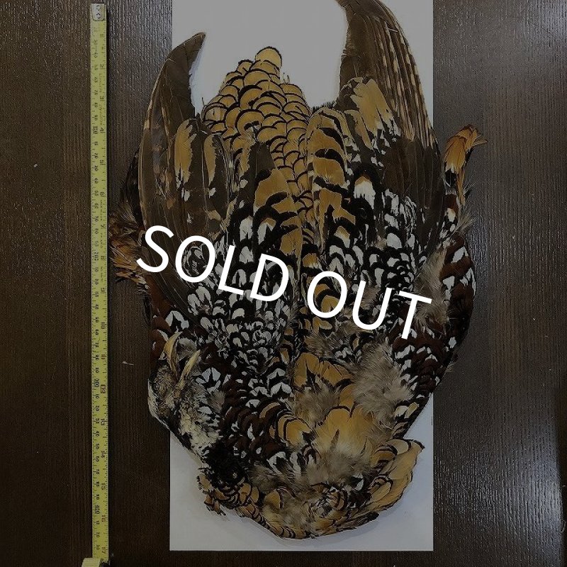 画像1: 【CANAL】 REEVES COCK PHEASANT (1)