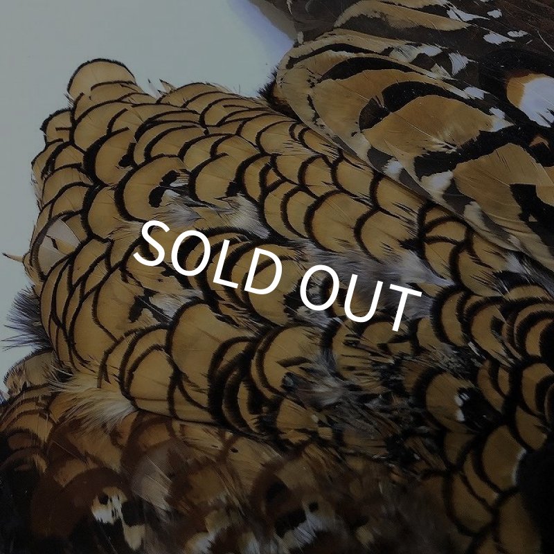 画像5: 【CANAL】 REEVES COCK PHEASANT (5)