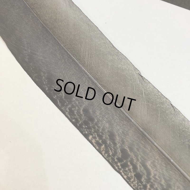 画像4: 【CANAL】PEACOCK TAIL (4)