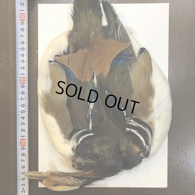 画像1: Mandarin duck コンプリート (1)