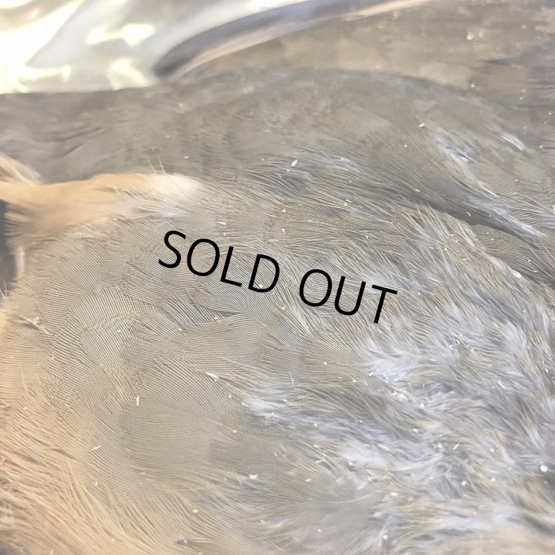 画像5: フレンチパートリッジ コンプリート (5)