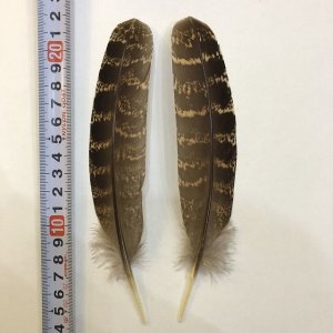 画像1: 【ANGLE】 RED PHEASANT QUILL