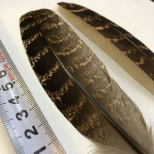 画像2: 【ANGLE】 RED PHEASANT QUILL