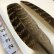 画像2: 【ANGLE】 RED PHEASANT QUILL (2)