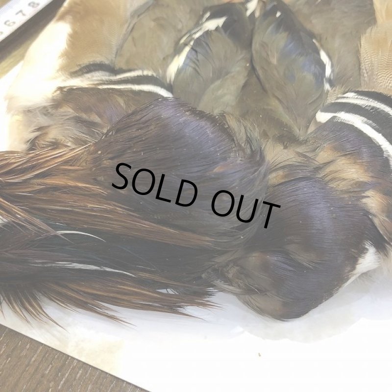 画像2: Mandarin duck コンプリート (2)