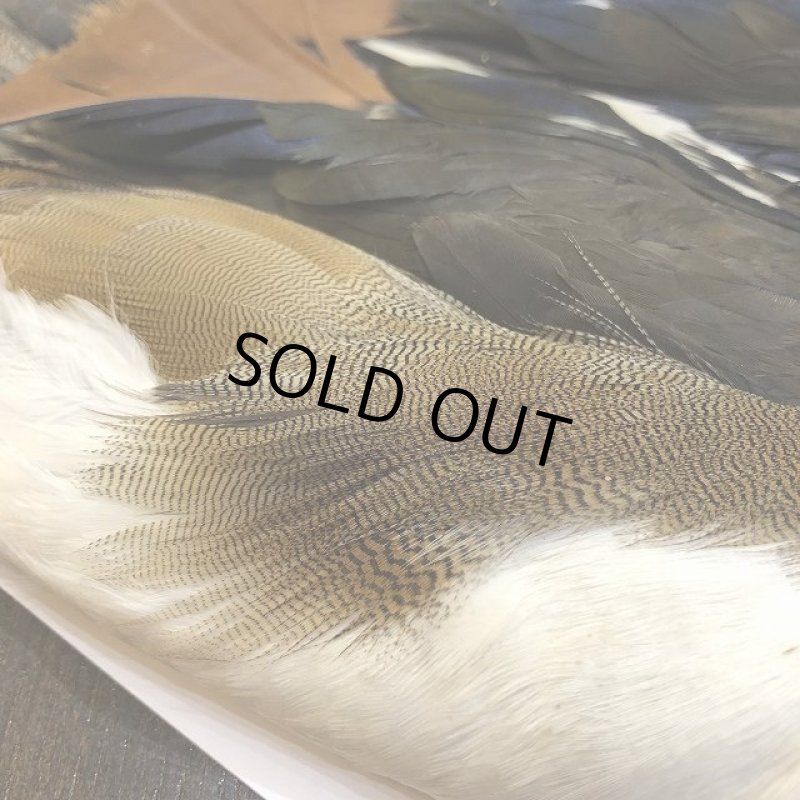 画像4: Mandarin duck コンプリート (4)