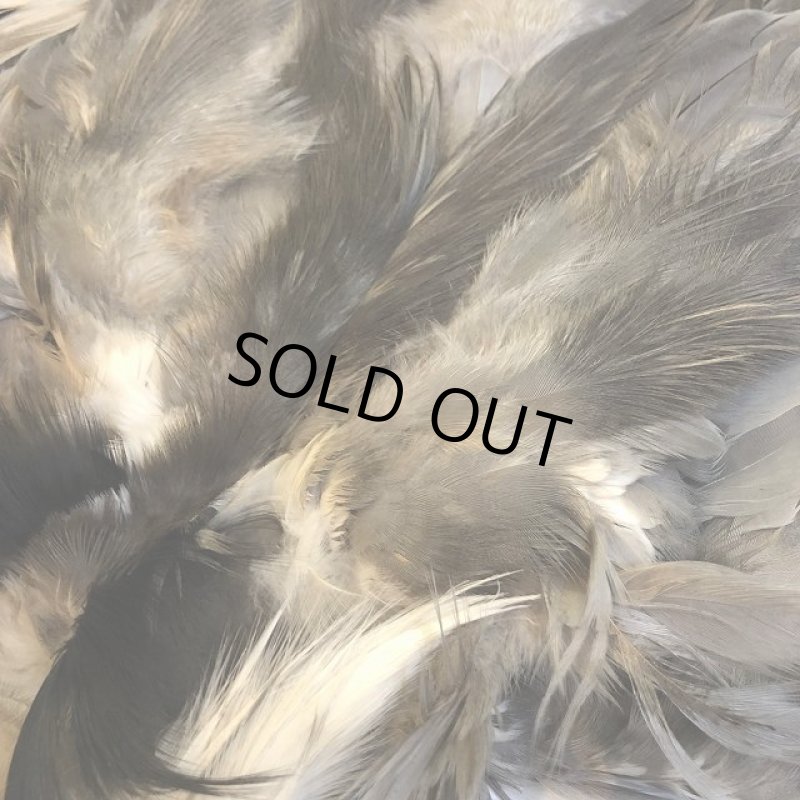 画像4: 【CANAL】Grey Heron コンプリート (4)