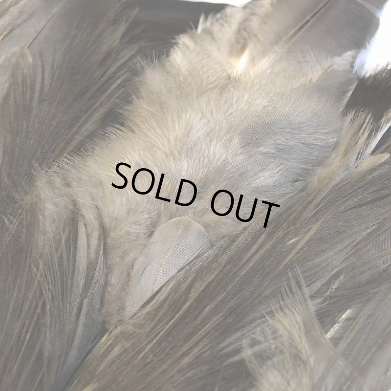 画像5: 【CANAL】Grey Heron コンプリート (5)