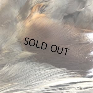 画像4: 【CANAL】 Purple Heron コンプリート