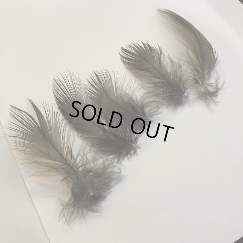 画像2: 【ANGLE】 Black Heron Sサイズ (2)