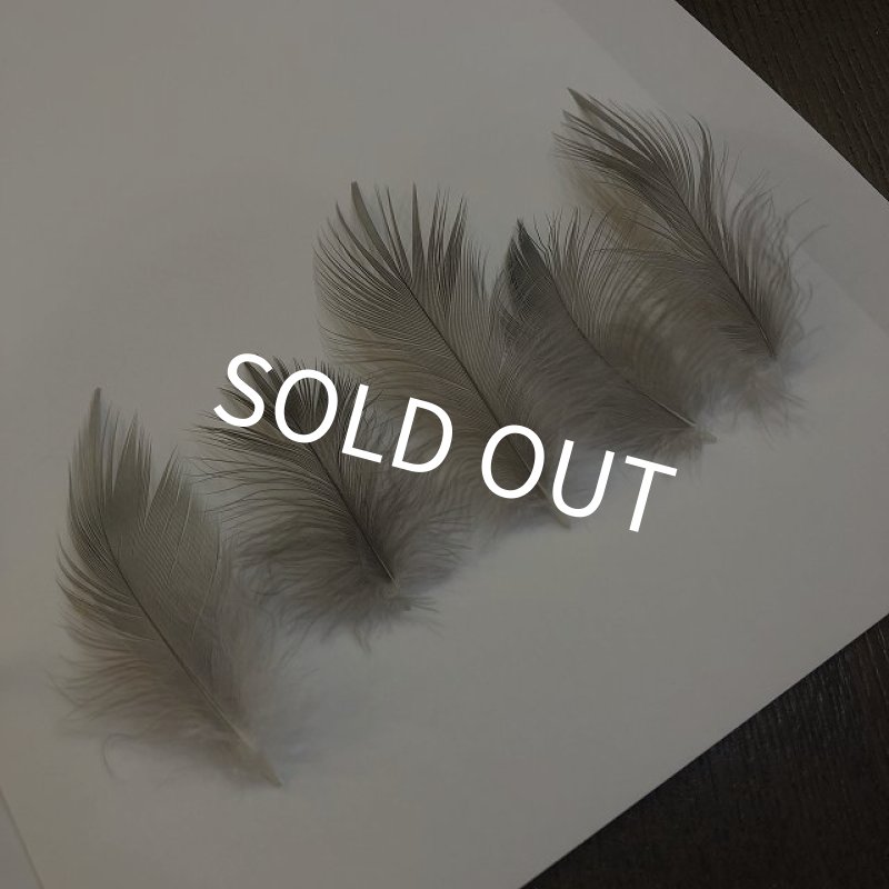 画像2: 【ANGLE】 Grey Heron Sサイズ (2)