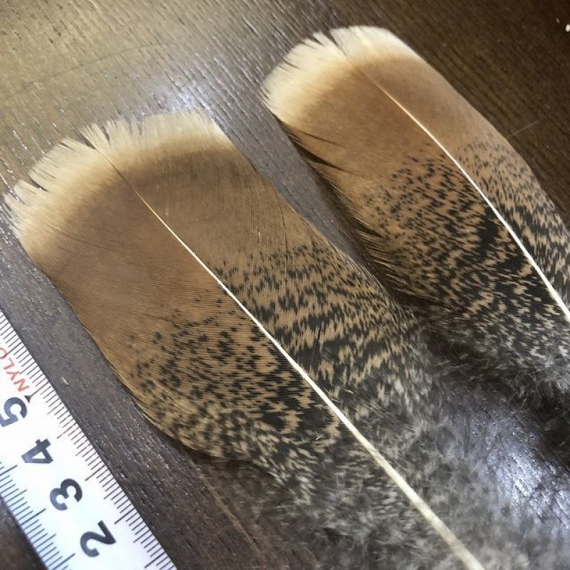 画像3: TURKEY TAIL SMALL No.1(ターキーテイル) (3)