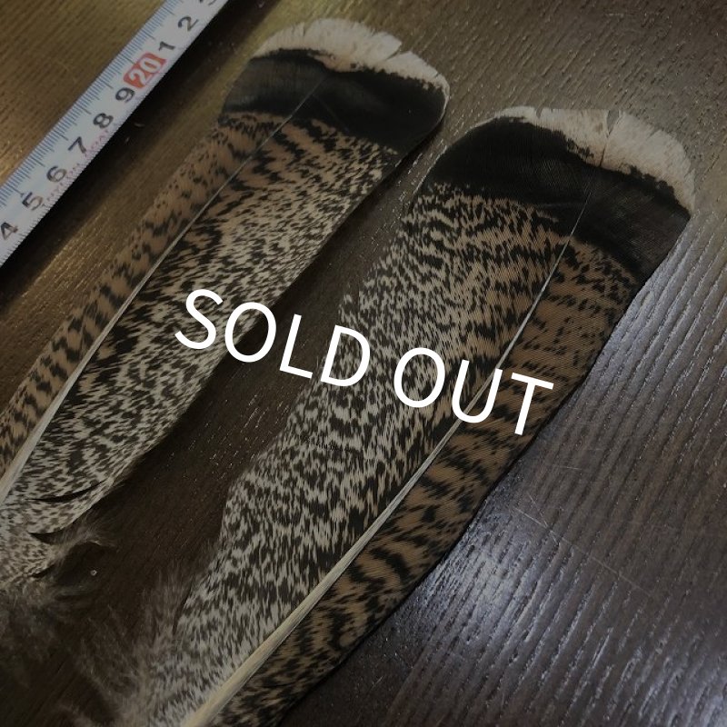 画像2: TURKEY TAIL SMALL No.2(ターキーテイル) (2)