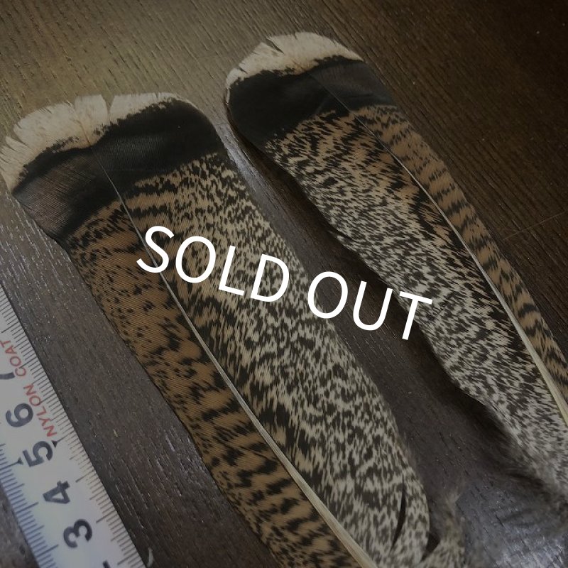 画像3: TURKEY TAIL SMALL No.2(ターキーテイル) (3)