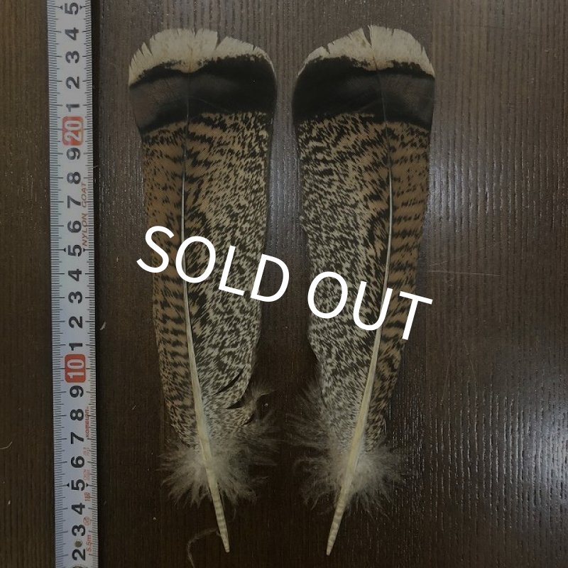 画像1: TURKEY TAIL SMALL No.2(ターキーテイル) (1)