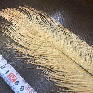 画像3: オーストリッチ プルーム Bグレード (OSTRICH)