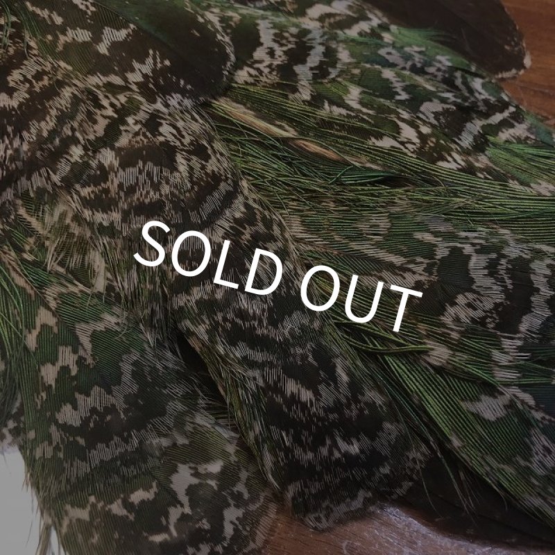 画像8: 【CANAL】 PEACOCK YOUNG COMPLETE (8)