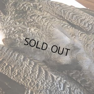 画像6: 【CANAL】 PEACOCK YOUNG COMPLETE