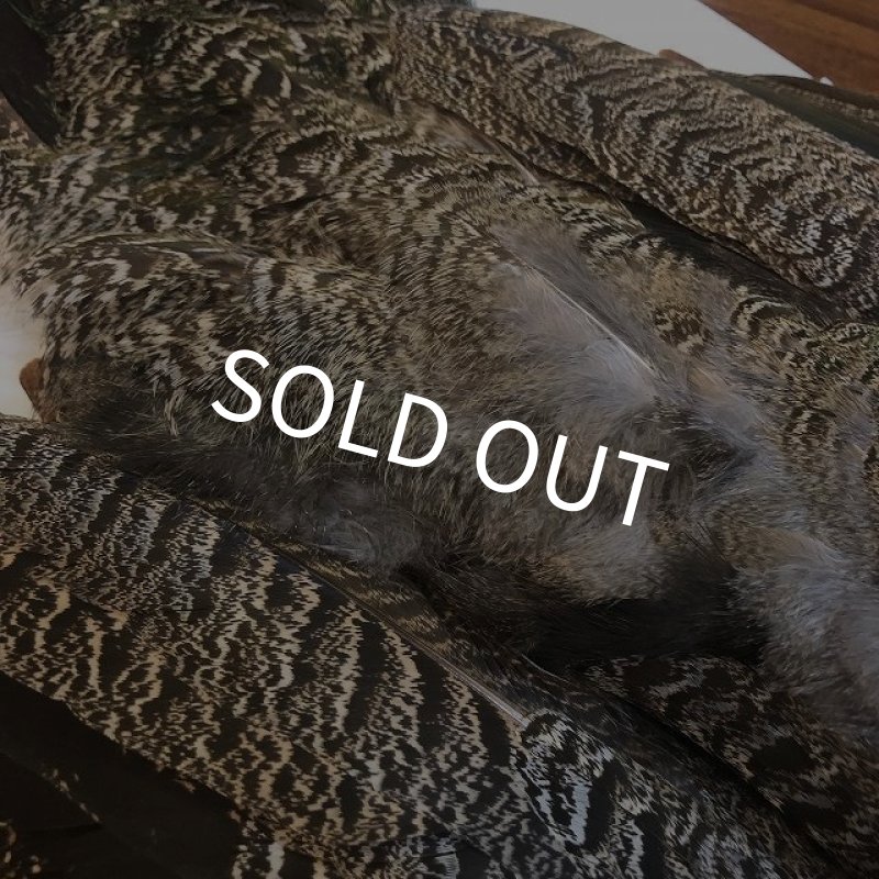 画像6: 【CANAL】 PEACOCK YOUNG COMPLETE (6)