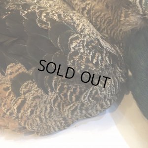 画像9: 【CANAL】 PEACOCK YOUNG COMPLETE