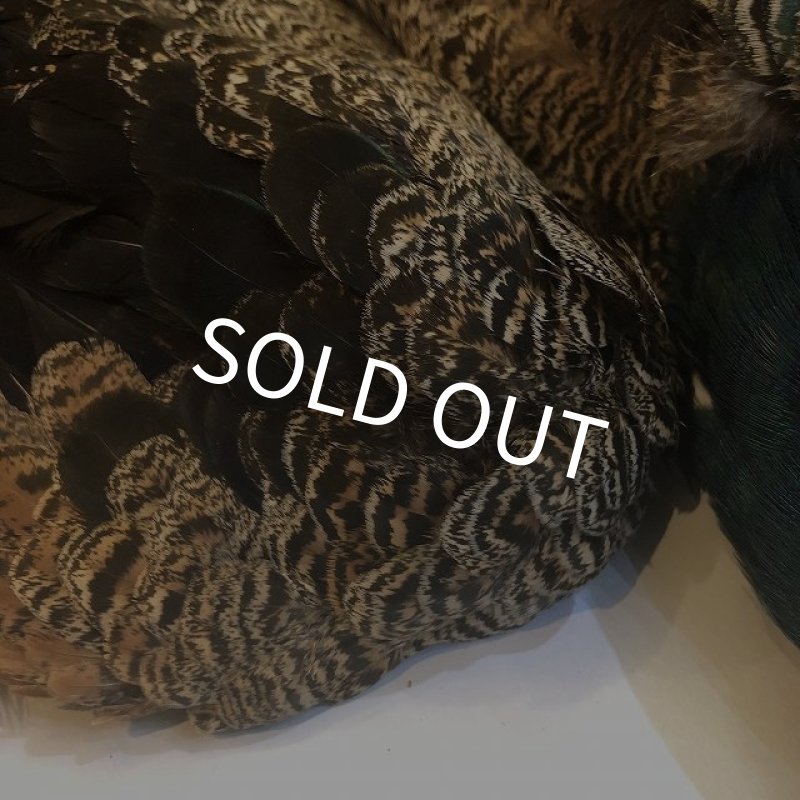 画像9: 【CANAL】 PEACOCK YOUNG COMPLETE (9)