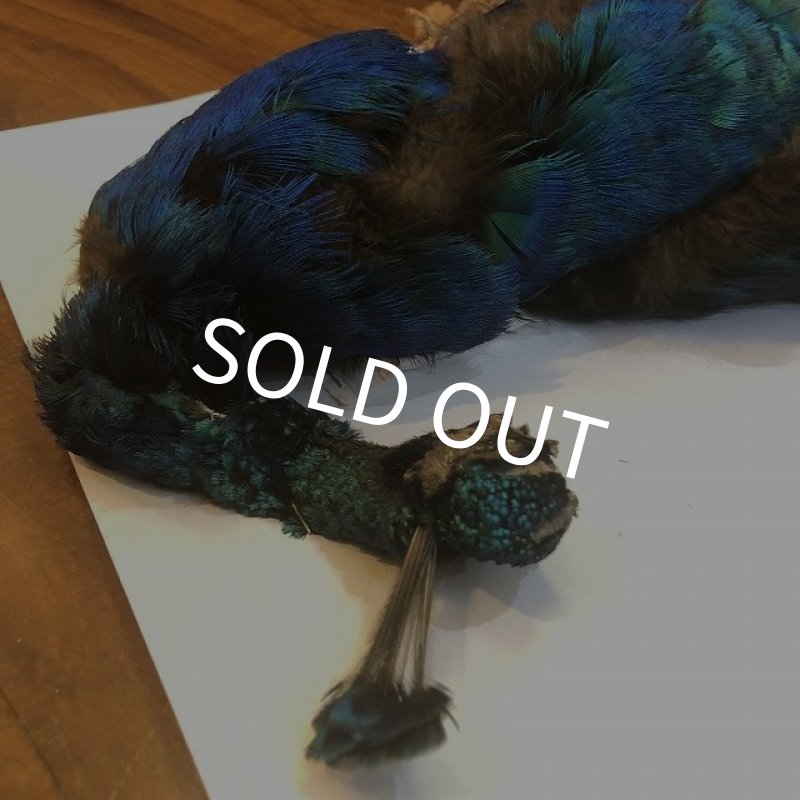 画像3: 【CANAL】 PEACOCK YOUNG COMPLETE (3)