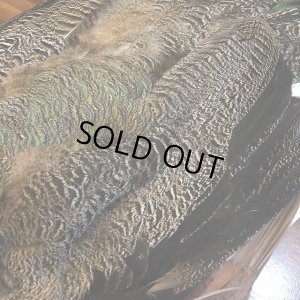 画像5: 【CANAL】 PEACOCK YOUNG COMPLETE