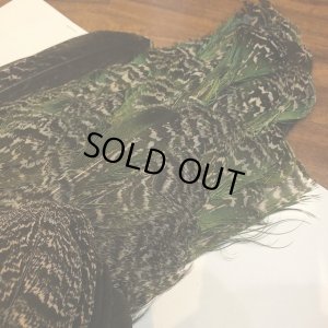 画像7: 【CANAL】 PEACOCK YOUNG COMPLETE