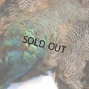 画像4: 【CANAL】 PEACOCK YOUNG COMPLETE