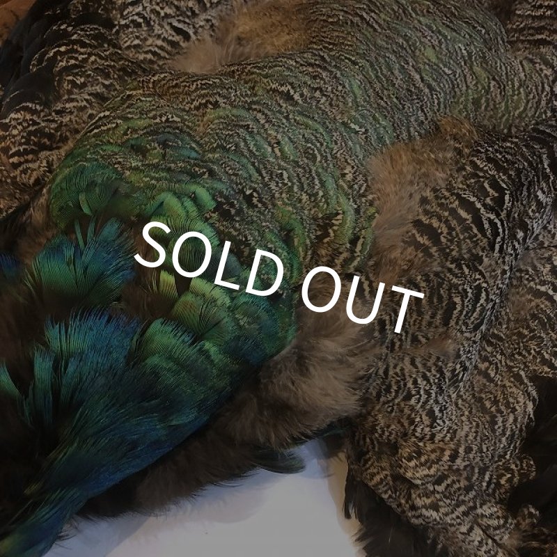 画像4: 【CANAL】 PEACOCK YOUNG COMPLETE (4)