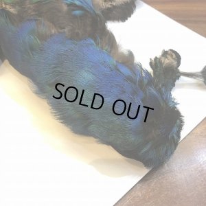 画像2: 【CANAL】 PEACOCK YOUNG COMPLETE