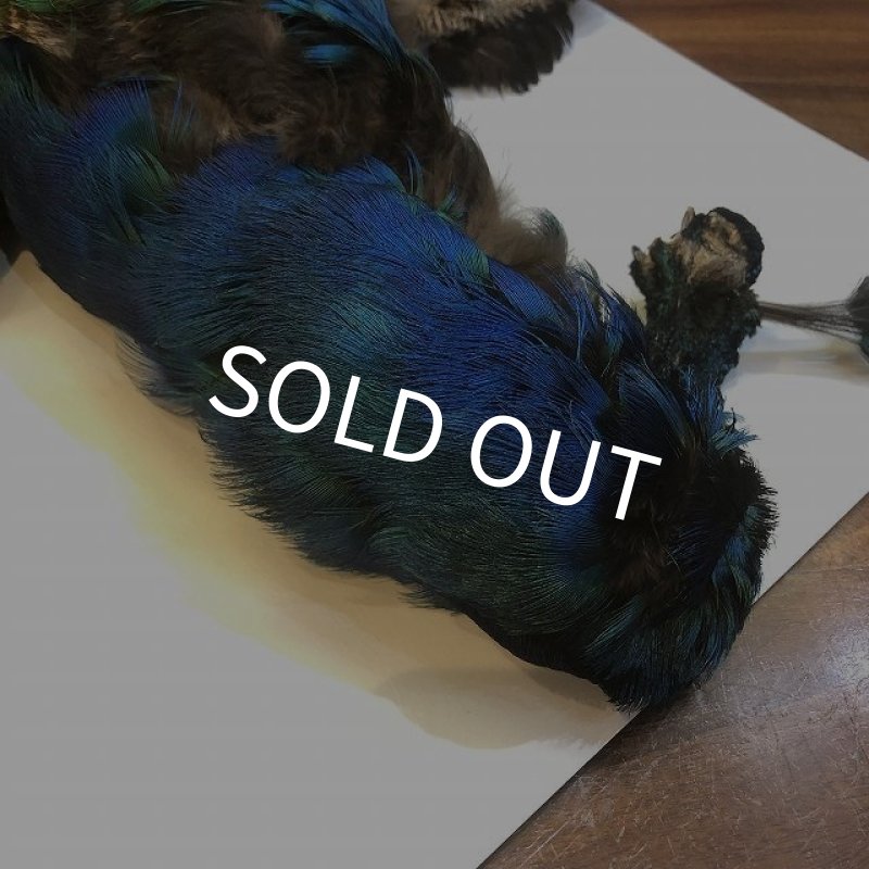 画像2: 【CANAL】 PEACOCK YOUNG COMPLETE (2)