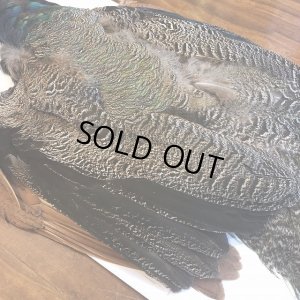 画像10: 【CANAL】 PEACOCK YOUNG COMPLETE