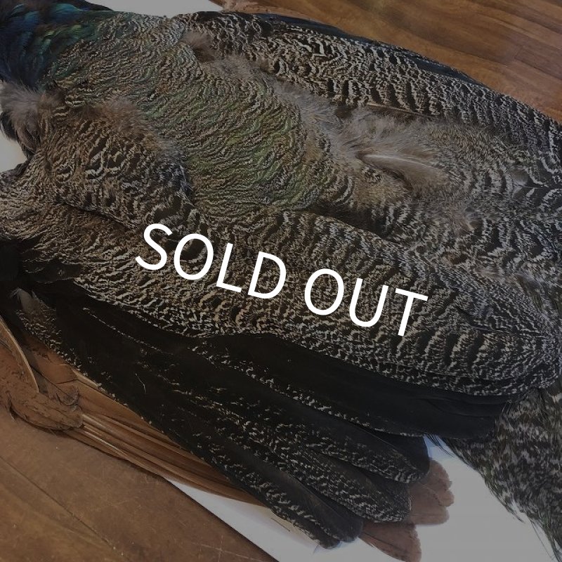 画像10: 【CANAL】 PEACOCK YOUNG COMPLETE (10)