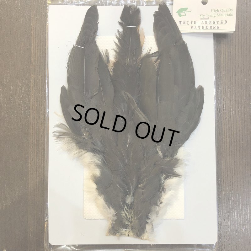 画像1: 【CANAL】 WHITE BRESTED WATERHEN (1)