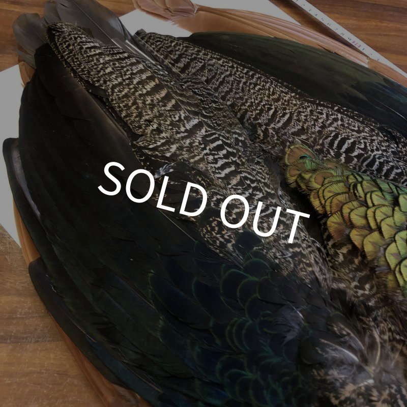 画像6: 【CANAL】 PEACOCK COMPLETE (6)