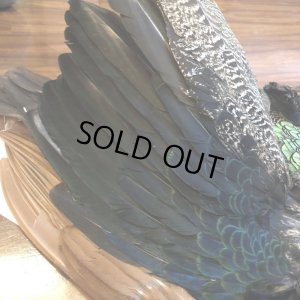 画像10: 【CANAL】 PEACOCK COMPLETE