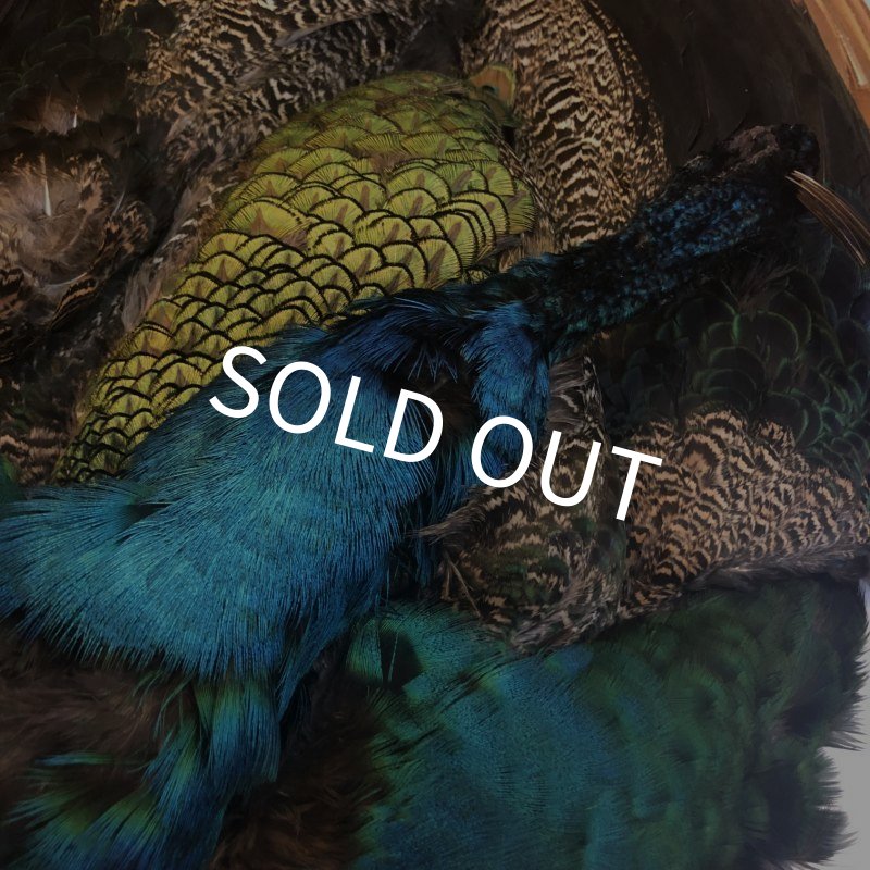 画像3: 【CANAL】 PEACOCK COMPLETE (3)