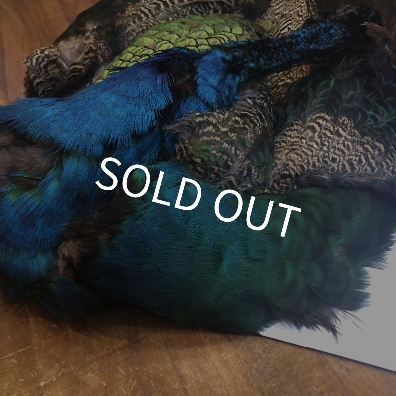 画像5: 【CANAL】 PEACOCK COMPLETE (5)