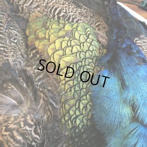 画像7: 【CANAL】 PEACOCK COMPLETE