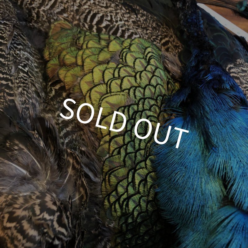 画像7: 【CANAL】 PEACOCK COMPLETE (7)