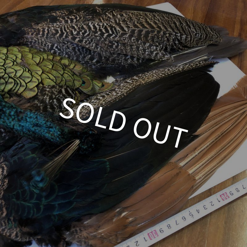 画像8: 【CANAL】 PEACOCK COMPLETE (8)