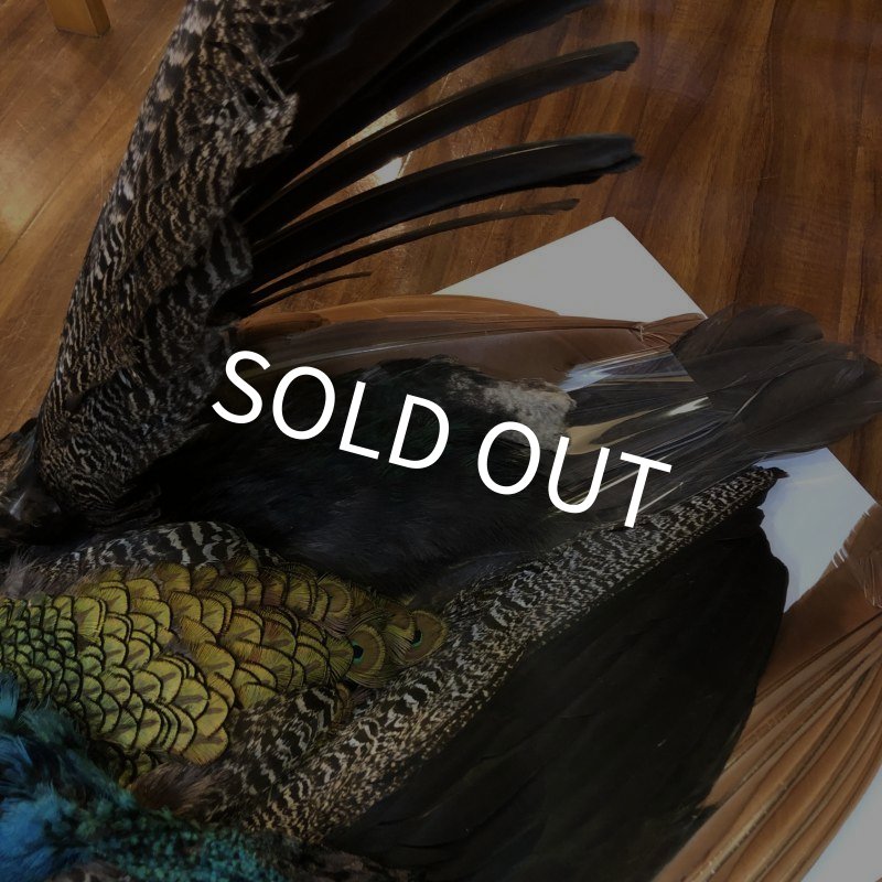 画像9: 【CANAL】 PEACOCK COMPLETE (9)