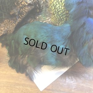 画像4: 【CANAL】 PEACOCK COMPLETE